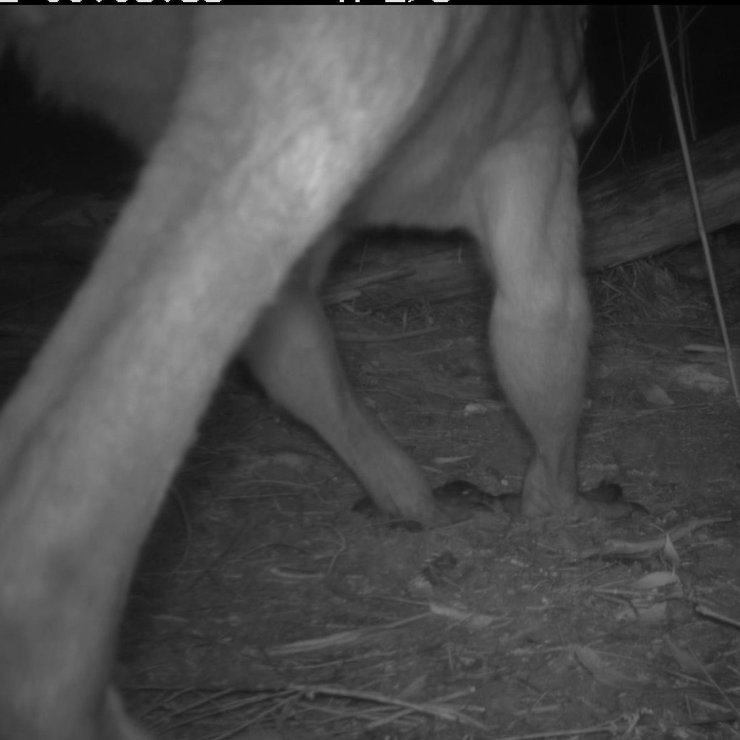 agvocate_au's tweet image. I already know that the kids at Macarthur Primary School are going to LOVE looking at pics from this place.
Its our new #landcare thingo.
Teaching #citizenscience by delivering unsorted data cards from bush cameras to school for them to interpret &amp;amp; teach us with. #pathwaysproject