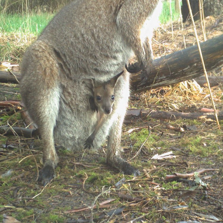 agvocate_au's tweet image. I already know that the kids at Macarthur Primary School are going to LOVE looking at pics from this place.
Its our new #landcare thingo.
Teaching #citizenscience by delivering unsorted data cards from bush cameras to school for them to interpret &amp;amp; teach us with. #pathwaysproject