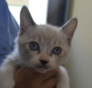 猫のリリさん Kf7010 Twitter