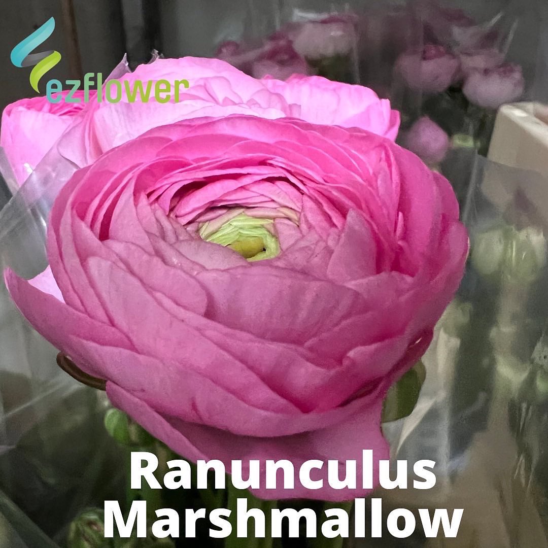 ez_flower's tweet photo. Who had a great Monday morning? Me! Guess why? #flowers #blooms #flowersfromholland #dutchflowers #ezflower #flowerwholesale https://t.co/vgeupTuwFn