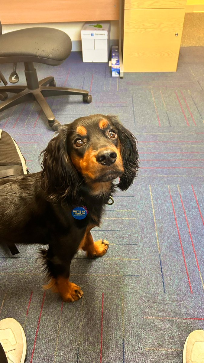kathryn_tweddle's tweet photo. @DogGhyll came to brighten our Monday morning in the PEF office 🥰🐾 @NCICNHS https://t.co/iNx7lZpWWe