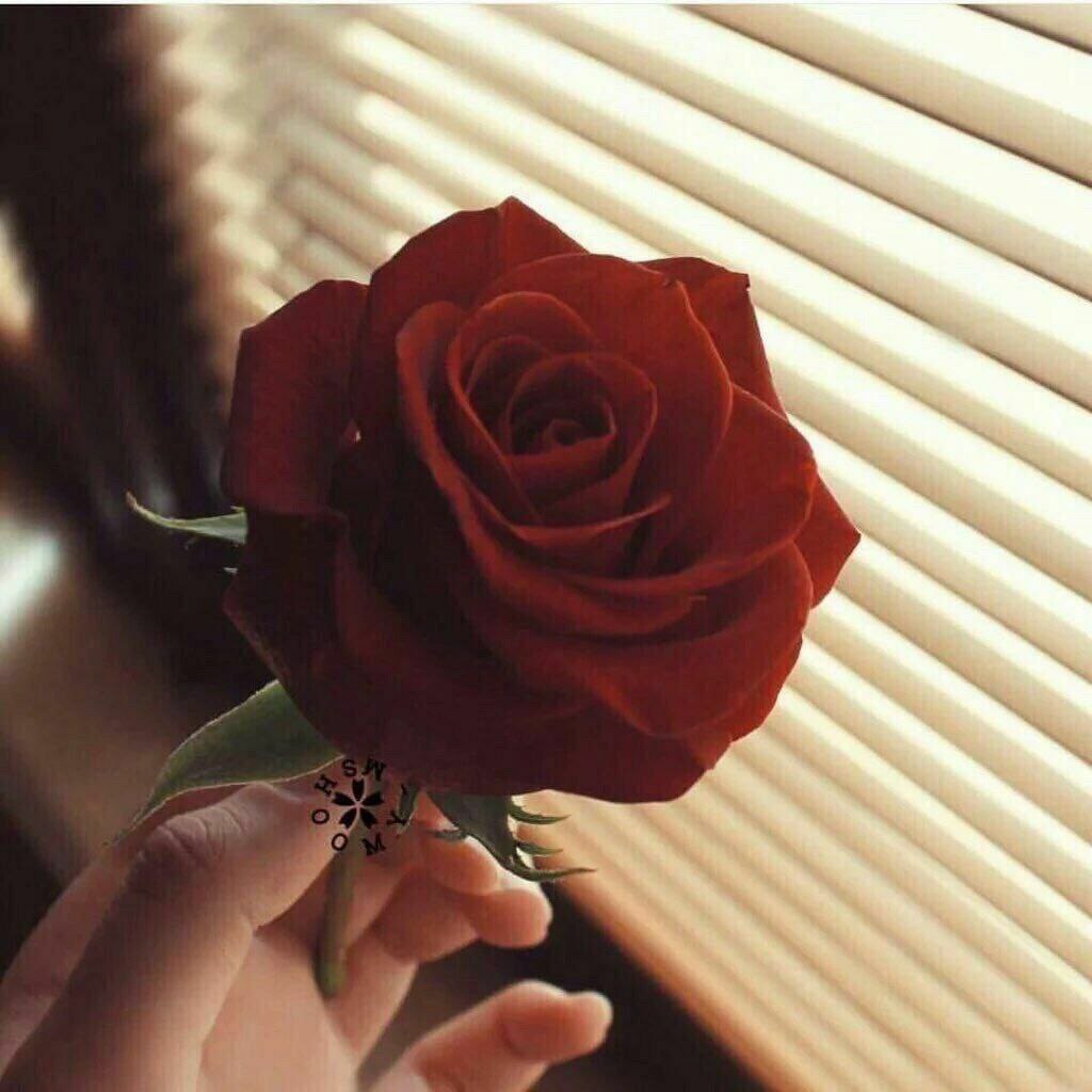 .

.

.

.
_
"
صباحكم أمانٍ مُحققة ودعواتٍ مُستجابة،ورضا وراحة تملأ قلوبكم♥️