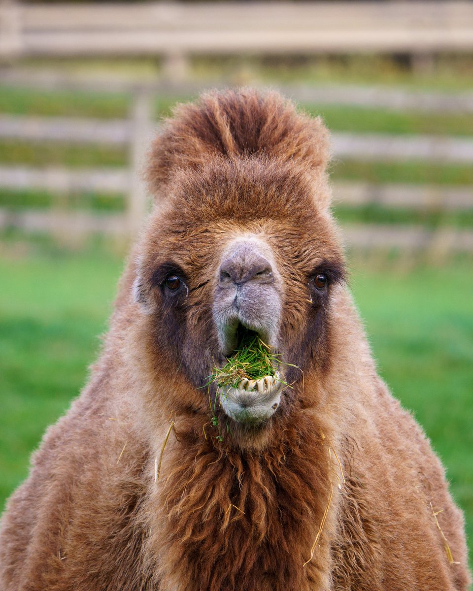 Camel 🐫 
.
.
#camel #camelpose #camelride #camels #grass #animals #hump #camelhump #funny