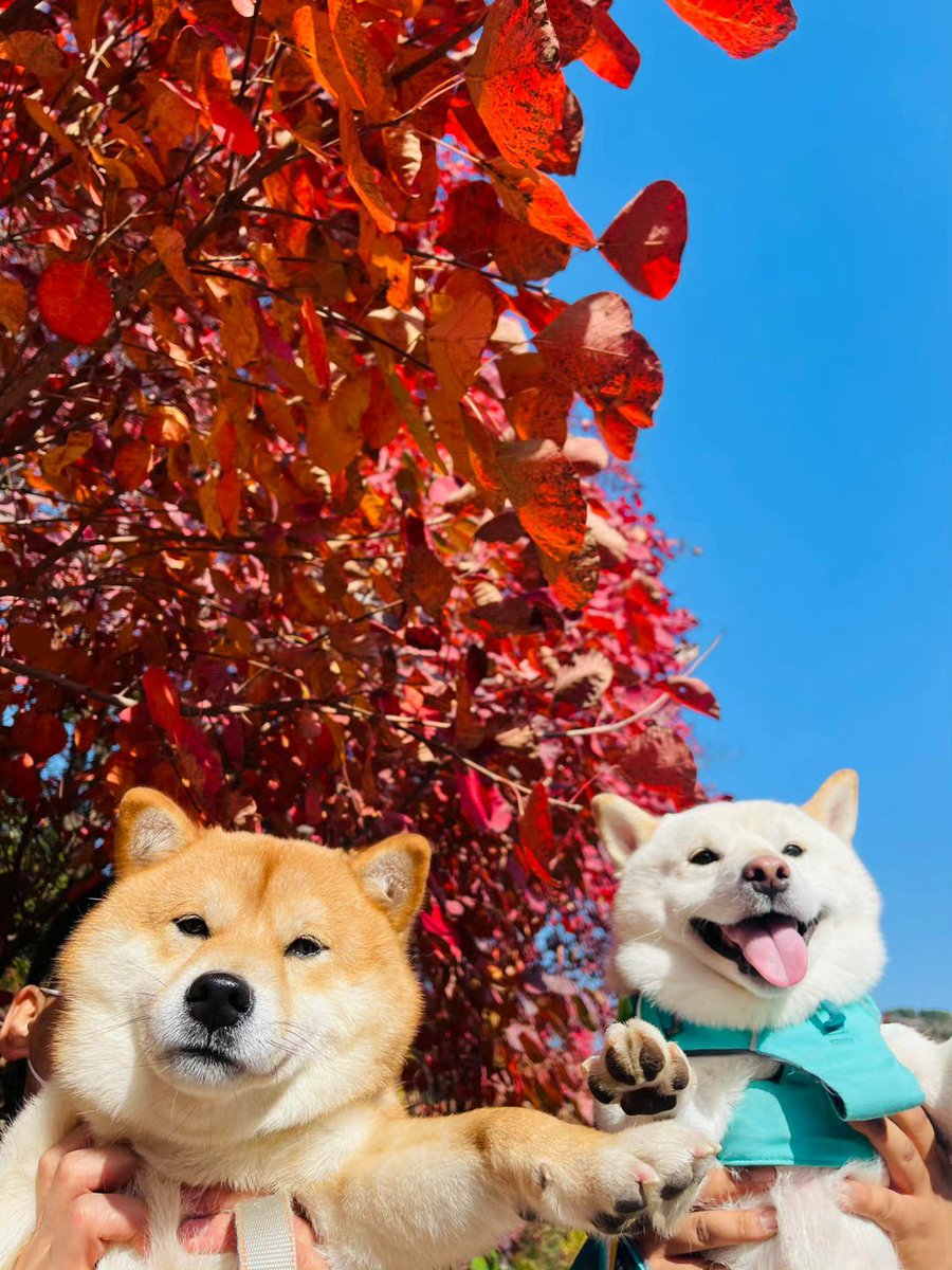 AOKIHIKARI3 tweet picture
