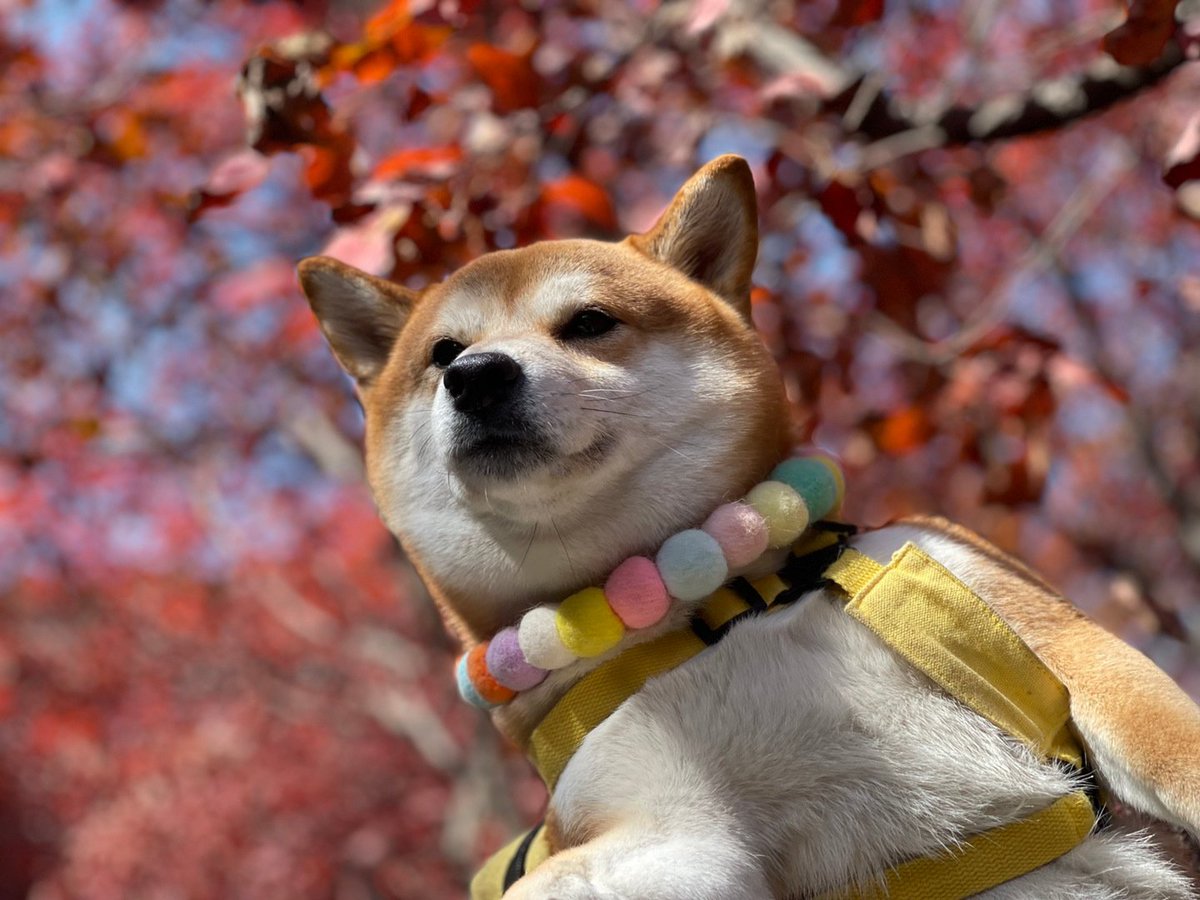 AOKIHIKARI3 tweet picture