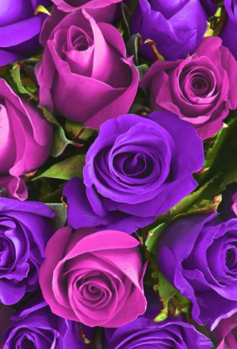 Ybbilge1's tweet photo. @bensuziyangil Gunaydinlar gönlünuzce güzel bir hafta gecirmeniz dileği ile sevgilerimle 💕💗🌷🌹💐😘 https://t.co/WqydgpObHp