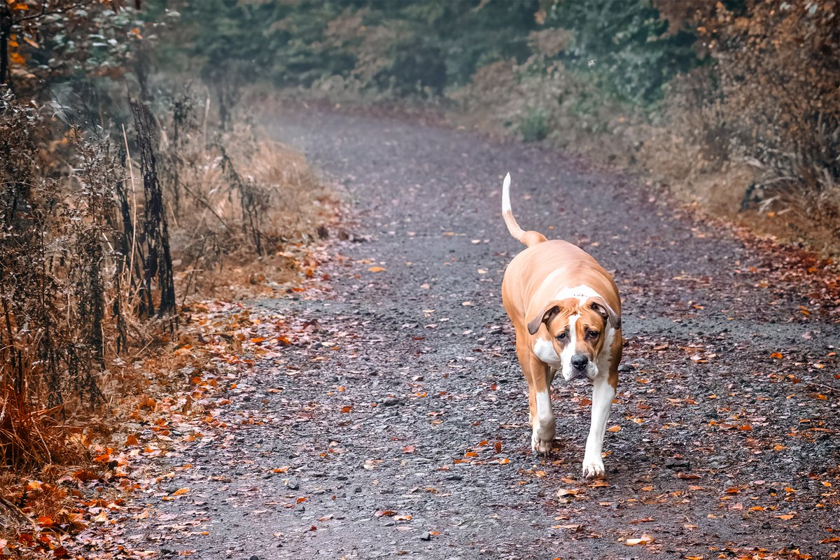 christina_IBD's tweet photo. “Hey Lady, come on, let’s go! Nevermind this photographing lark, I just want to run around daft and explore.” #dogsinwoods #dogsoftwitter #letsgoexplore #morningwalk https://t.co/FjK0j4G7yL