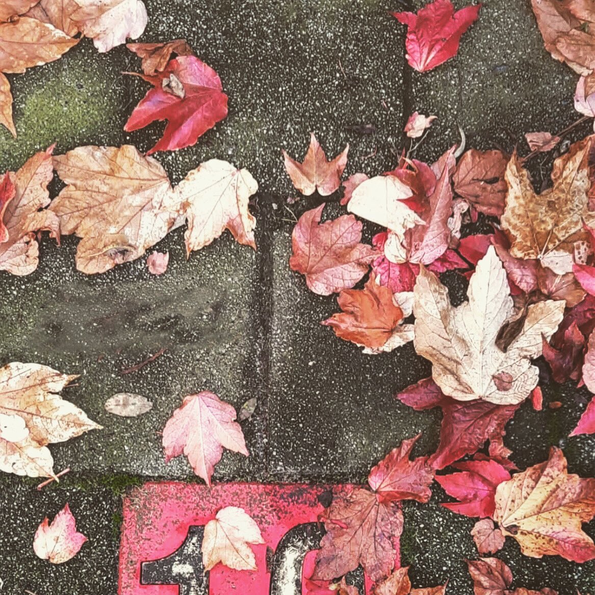 memocanofficial's tweet photo. Autumn shows us how beautiful it is to let things go. https://t.co/sA2t8pQMUE