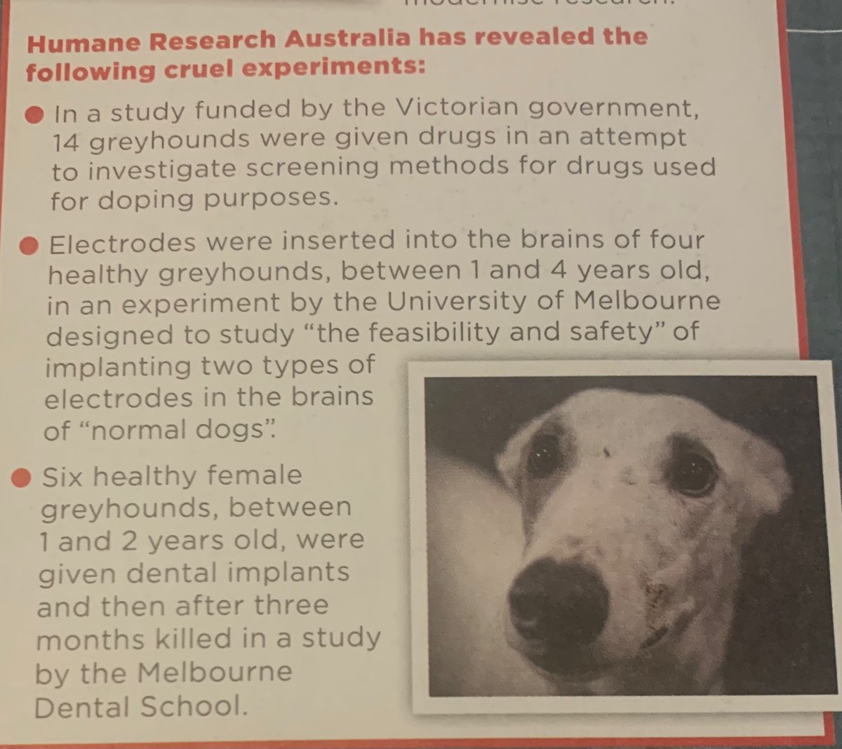 o_helen's tweet photo. This is happening in Victoria… Funded by the Victorian government. Tests on greyhounds. Horrifying cruelty being condoned and funded. #springst #stopanimaltesting https://t.co/ukpbG6A3sc