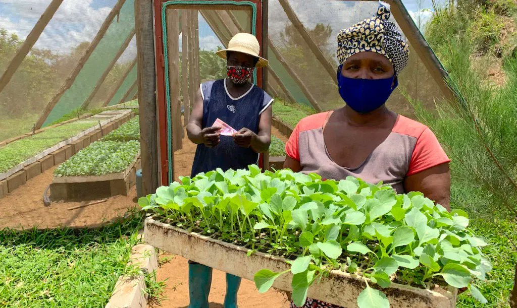 Under #TEAMSProgram funded by @SwedeninMZ, farmers have been introduced to CSA practices that help them overcome the negative impacts of climate change. Climate-tolerant cereals, legumes &amp; vegetable varieties have reduced the incidences of crop loss
Read: ifdc.org/2022/10/15/lea…