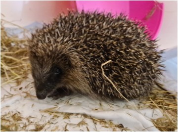 PrideVets's tweet photo. Our Exotics Team will often see wildlife that are brought in because they're too young to be out on their own, have an illness or injury or even a burden of parasites. We do everything we can to treat them and get them released back into their original area. https://t.co/p8rJb2hu1m