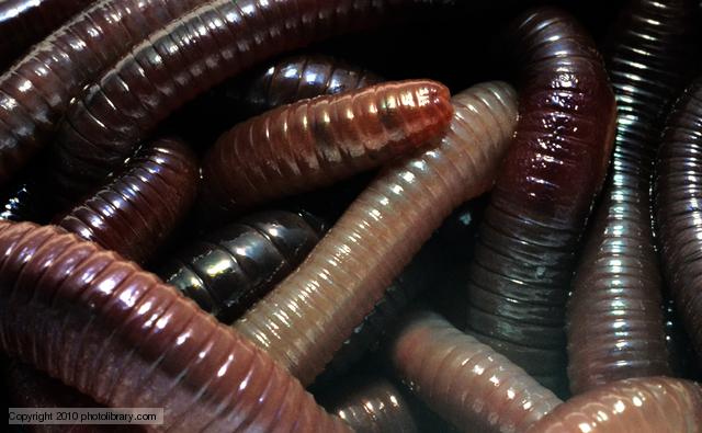Interested in how #flooding can effects #earthworms? Apply for this #fully_funded_PhD now
findaphd.com/phds/project/f…

Please retweet.