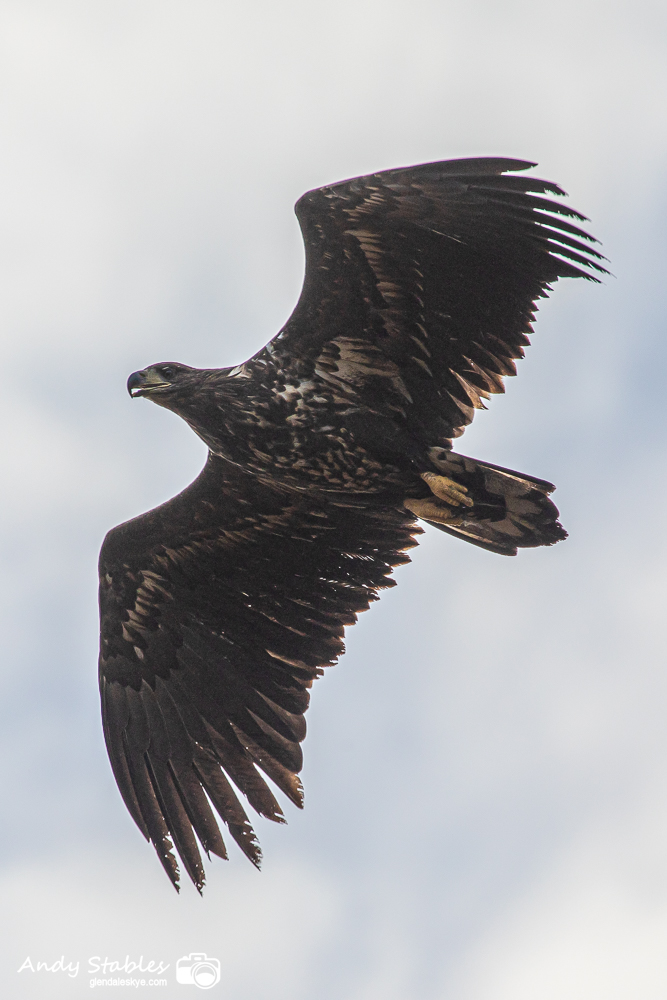 skyehen's tweet photo. When a Juv WTE flies so low overhead, between you and the sun, it's like someone turned the lights off. #whitetailedeagle #WTE #flyingbarndoor #skyebirds 
Pic courtesy of Mr S. 🙂 https://t.co/isWrAZxEl4