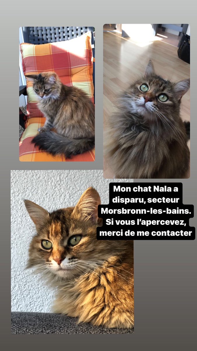 Lenavgl754's tweet photo. Mon chat a disparu secteur Morsbronn.                                           Un connard s’amuse à tirer au fusil sur les chats du village depuis qq temps, si quelqu’un à des infos je suis preneuse, merci. https://t.co/0OY86UTLM2