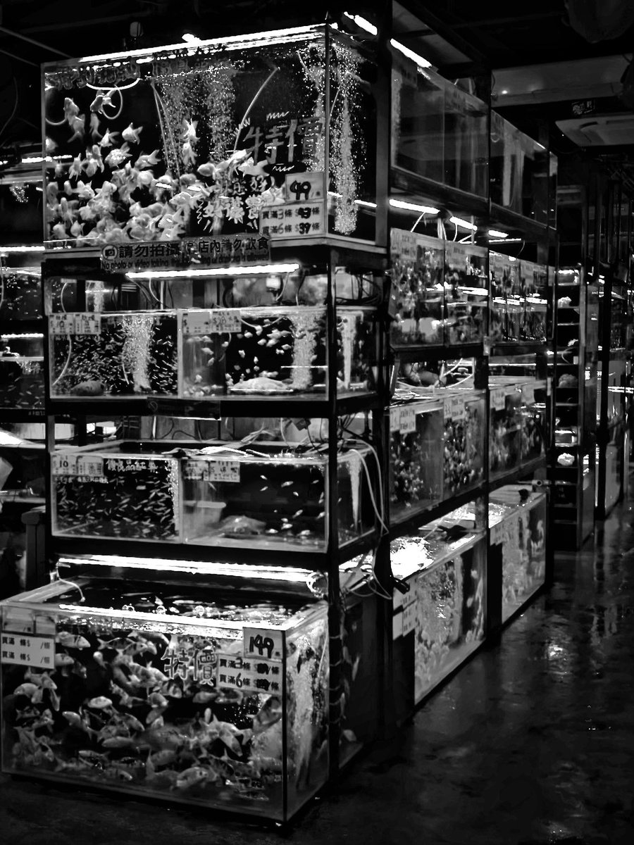 boomhkg's tweet photo. #0081 Fish Tanks。

Follow our Instagram 
https://t.co/vkyLXV0euj

Available on Opensea.
https://t.co/exAGIFtkkn

#opensea #nft #nfts #NFTCommumitoy

Patterns with Black and White。Boom your mind 1 pattern at a time。 https://t.co/yTcjNkxvqy
