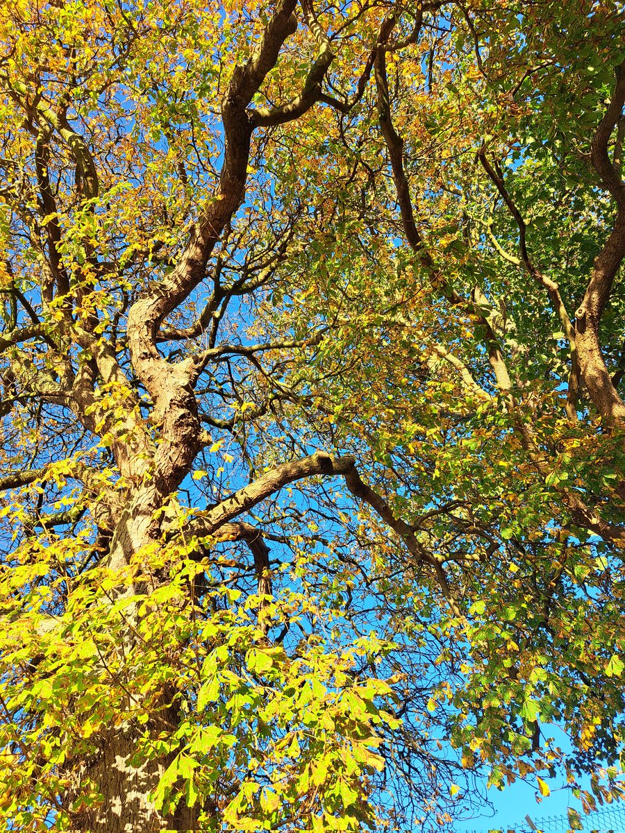 DavidKerekes2's tweet image. The Trees They Grow So High.  #photography #pentangle