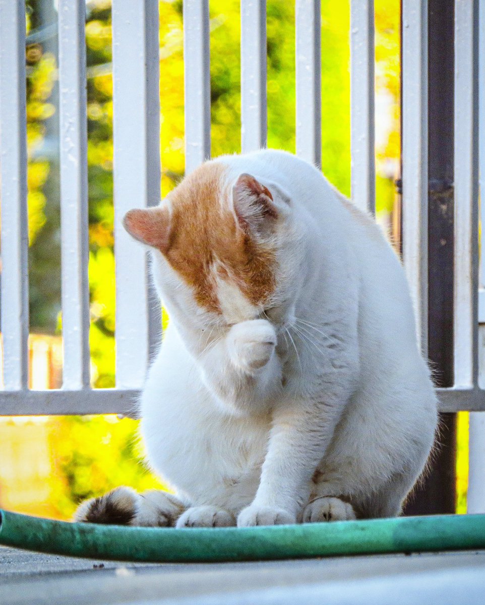 pandacross4wd's tweet photo. あ〜泣けるぜ
#夕方の風景 #さくらねこ #ねこすたぐらむ #ねこのいる生活 #岐阜市 #清水川 #streetcat #streetcatsofinstagram #catstagram #catlover #まちねこ #ねこのいる暮らし #ねこすきさんと繋がりたい #帰り道 #泣ける猫 #泣けるぜ https://t.co/6w63bDRu9l