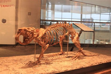 BBeaverus's tweet photo. Did you know there used to be giant beavers known as castoroides? Why am I so small?! #evolution #ancestors #skeleton #spooky #halloween https://t.co/pQvcnxA8yy
