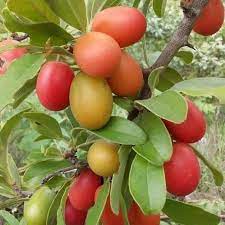 ngoshibeavan's tweet image. #Forests constitute 18.3 million ha (47% of 🇿🇼 land area). Utilization of Non-Timber Forest Products for sustainable livelihoods is a sound strategy for #climatechage adaptation hence the need for Sustainable Forests Management.