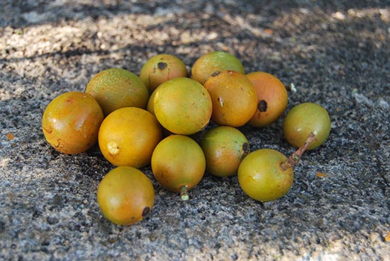 ngoshibeavan's tweet image. #Forests constitute 18.3 million ha (47% of 🇿🇼 land area). Utilization of Non-Timber Forest Products for sustainable livelihoods is a sound strategy for #climatechage adaptation hence the need for Sustainable Forests Management.