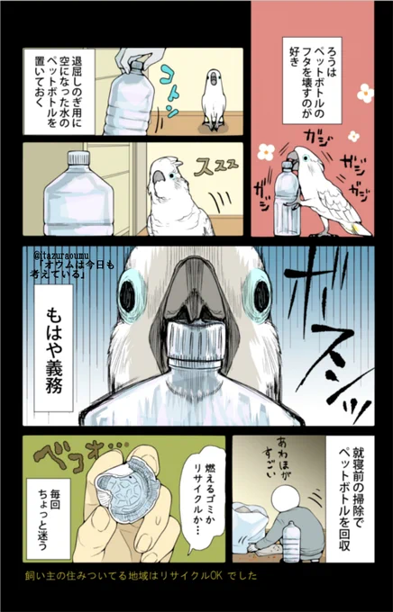 部屋の中にオウム用の空のペットボトルが5、6本転がってます。 