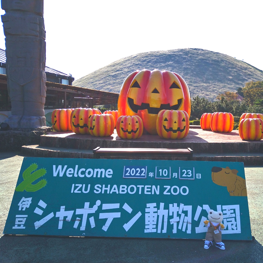 pickles_TB's tweet photo. 伊豆シャボテン動物公園に行ってきたよ!
太陽の広場にもカボチャがたくさん🎃🎃
撮影場所📷伊豆シャボテン動物公園
#かえるのピクルス #東海バス #picklesthefrogs #tokaibus #Bonmoment_ito #ボンモモン伊東 #伊豆シャボテン動物公園 https://t.co/Q6Mkd1AcXg