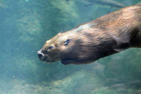 BBeaverus's tweet photo. I can hold my breath for 15 minutes at a time! @GWR You better watch out! #underwater #breathe #beavers https://t.co/STWpRjWNj6
