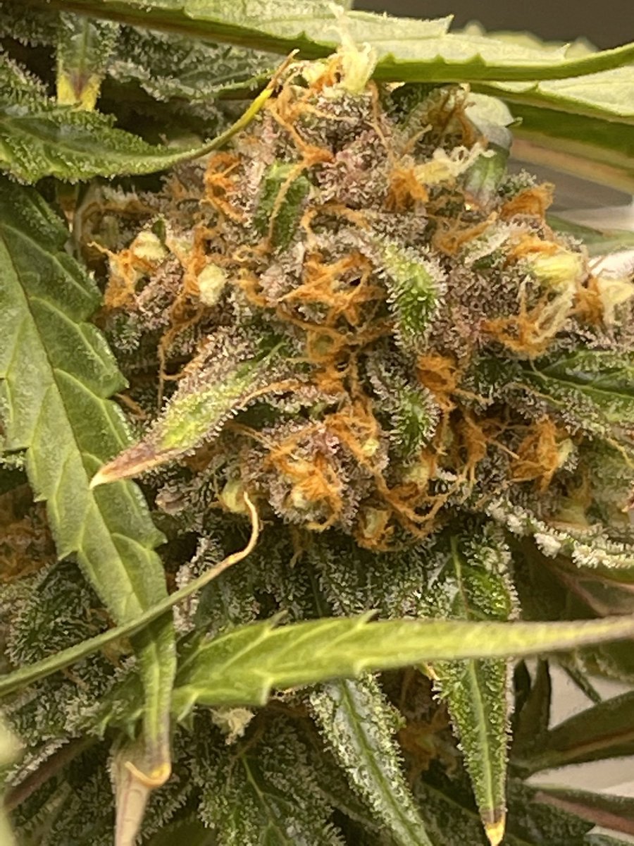 LandDragon420's tweet photo. Hammer the Pie auto. #NFSOT https://t.co/dhSuMVS6sG