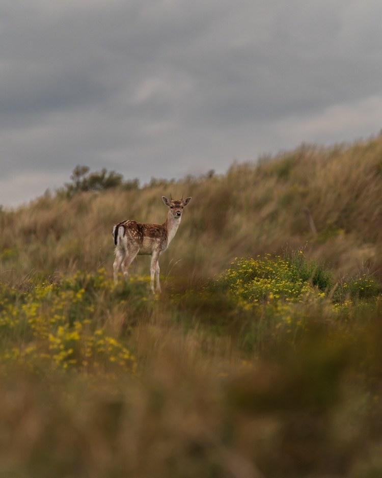 Donderdag zijn er nog plaatsen vrij voor de excursie door de Meeuwenduinen, waar we de bronst bij de damherten kunnen zien. Ga je mee? Aanmelden via de site van Staatsbosbeheer.