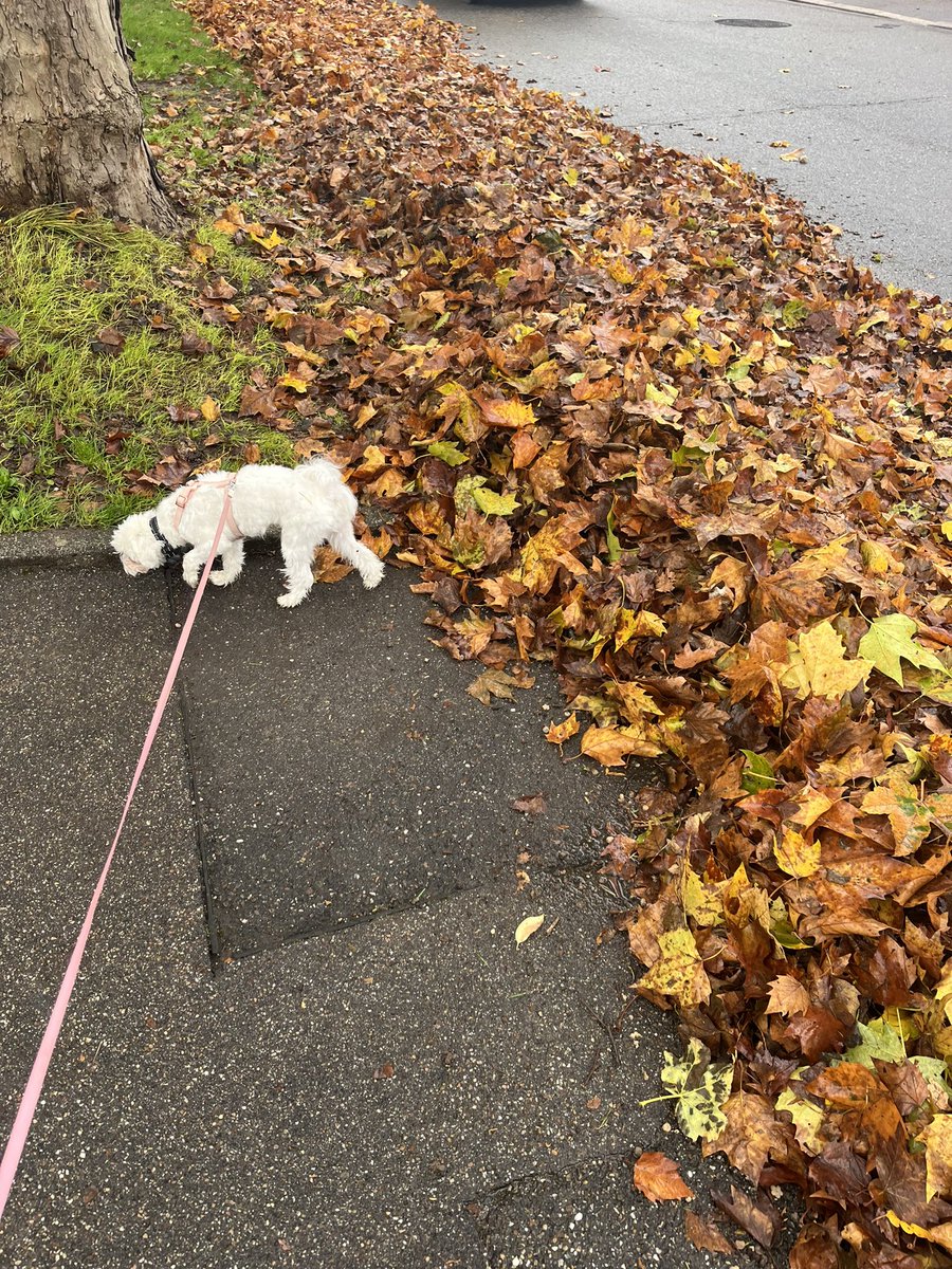 lightning_mandy's tweet image. Wenn auf einmal so viel Laub auf dem Gehweg liegt, dass mein Hund sich darin verstecken könnte.