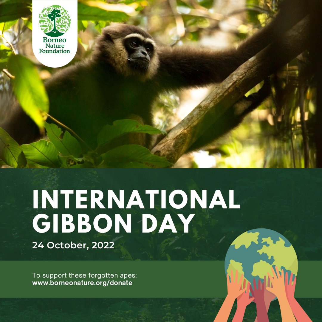 What kind of primates have arms 1.5x longer than their legs, sing beautiful duets that carry for miles, and are known for being especially funky?

October 24th is #InternationalGibbonDay!
