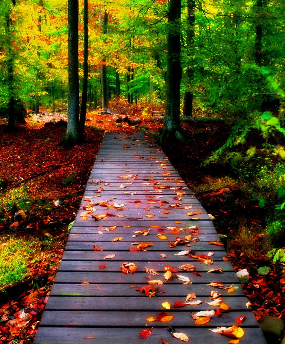 🍂 ' Autumn walkway through the forest ' 🍂