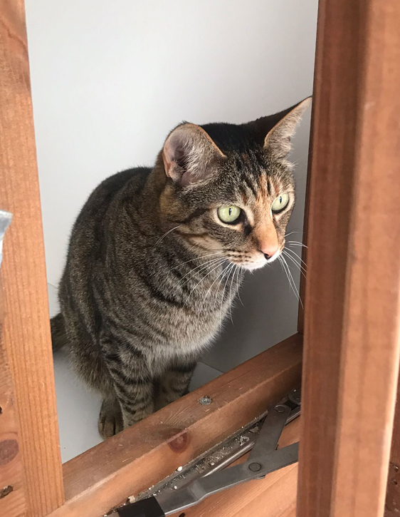 riki hansen on Twitter "RT CPGlasgowBranch ADOPT A CAT Salome, 7