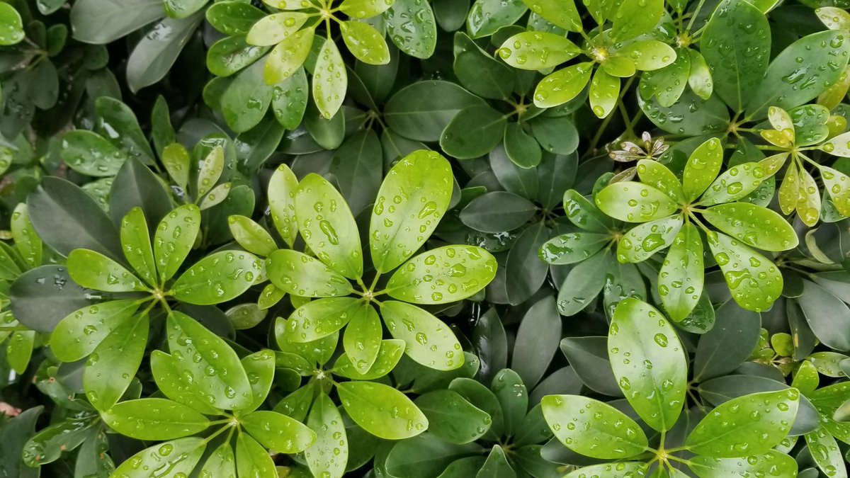 Here's to a #newweek in the garden! Looks like it could be a rainy one.🌧️ 
Top wet weather gardening tasks: prune herbaceous perennials, clear wet leaves from pathways, prune and tie in climbers, and plant new bare root plants!🌿
#mondaymotivation #toptips #gardeningtwitter