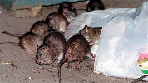 BBeaverus's tweet photo. Did you know rats carry at least 60 diseases at a time?! #ratsaredirty #justiceformouseus #cancelrattus https://t.co/jm1VprIFoM