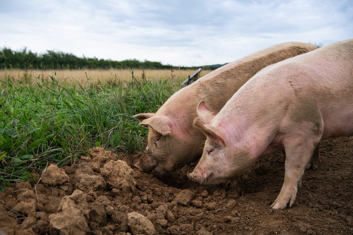 Vous détenez des porcs ou des sangliers ? Il faut les déclarer à la préfecture de Côte-d'Or pour lutter contre la peste porcine france3-regions.francetvinfo.fr/bourgogne-fran…