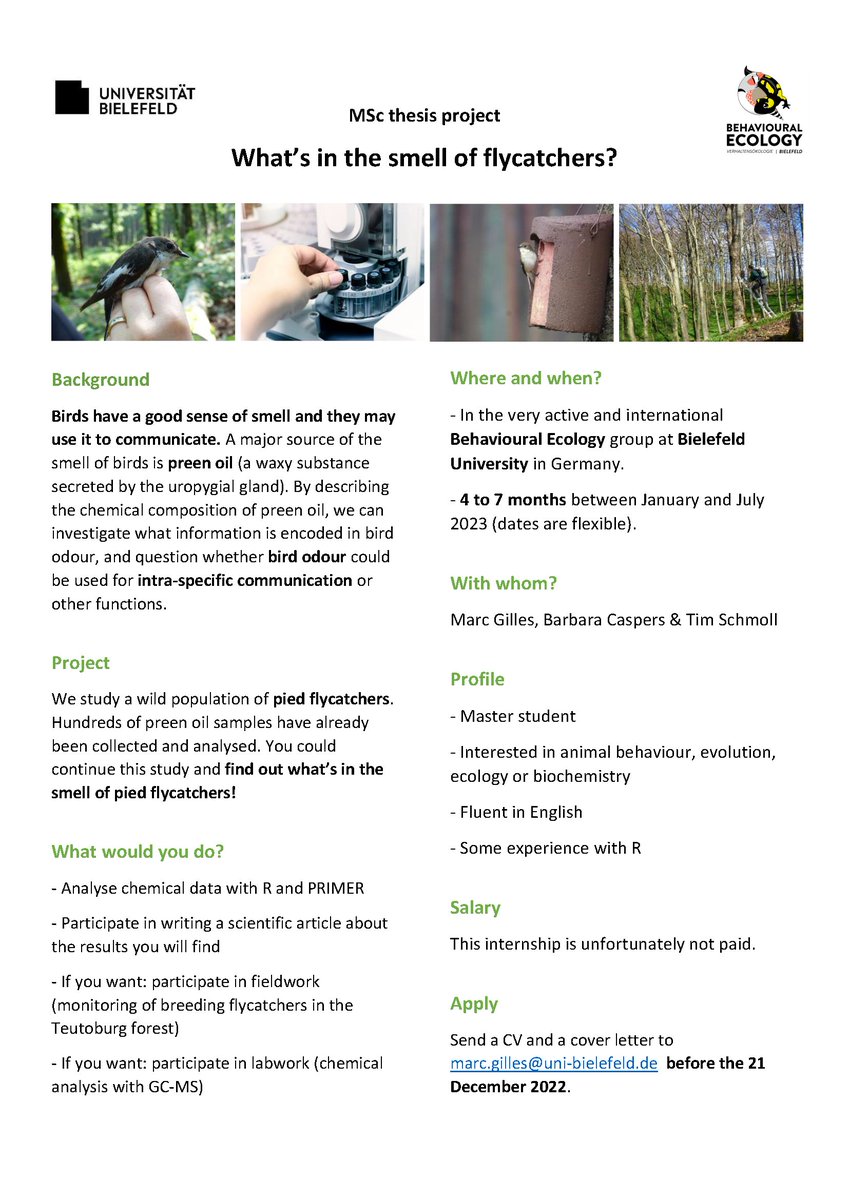 _Marc_Gilles's tweet photo. We are looking for a Master student to work on the preen oil of pied #flycatchers at @BehavEcoBIE at Bielefeld University (Germany)! Deadline to apply 21 December 2022. Please RT! https://t.co/e7CQjXcB8e