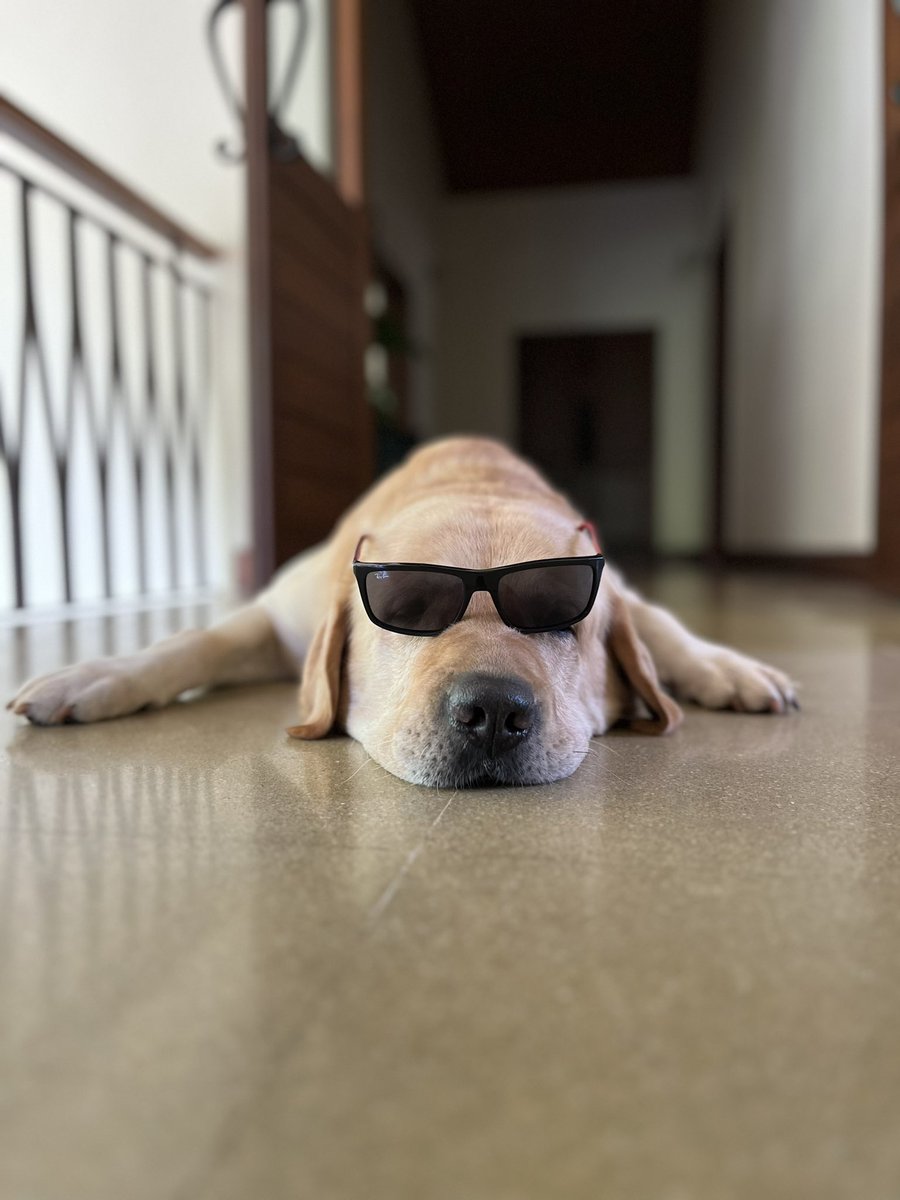 GarethEswin's tweet photo. #Moira ka OG Don! #Goa #DogsOfGoa #DogsOfTwitter #Raybans #Dogs #Labrador https://t.co/0Aqt9vDe0B