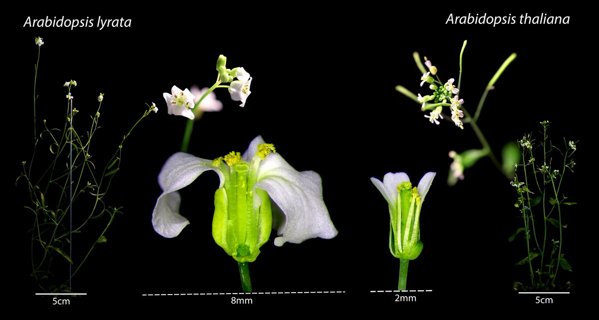 Arabidopsis thaliana and her bigger sister, Arabidopsis Lyrata. Two closely related species with very different reproductive strategies- can you tell which one is the outcrosser?