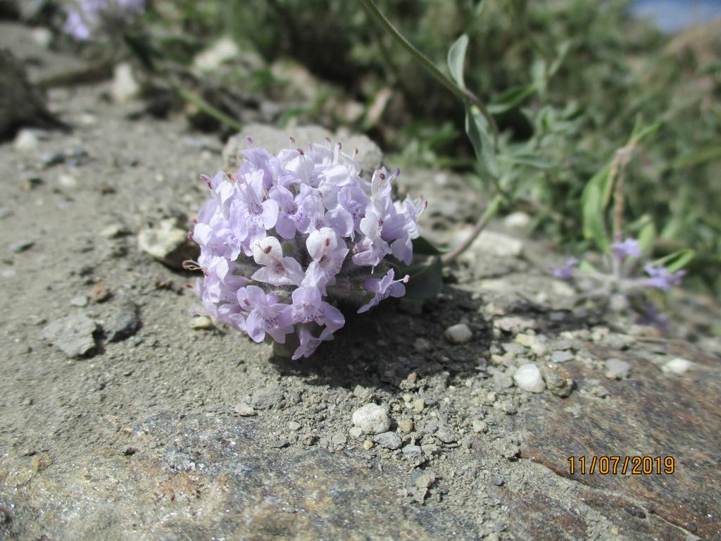 Maimoona Birjees tweet media