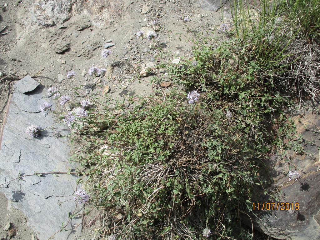 Maimoona Birjees tweet media