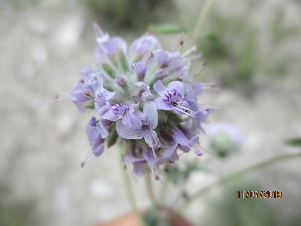 Maimoona Birjees tweet media