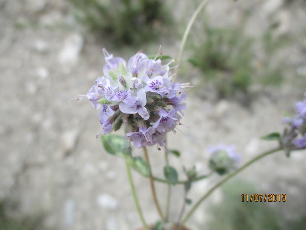 Maimoona Birjees tweet media