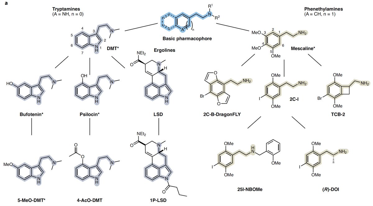 kwanalexc's tweet photo. What do we currently know in terms of the basic neurobiology of #psychedelics? It was illuminating for me to try answering this question with @DEOlsonLab @KatrinPreller and @zenbrainest in a new review article @NatureNeuro: https://t.co/gK0ZEUCkJG 1/n https://t.co/VTK5okhySF