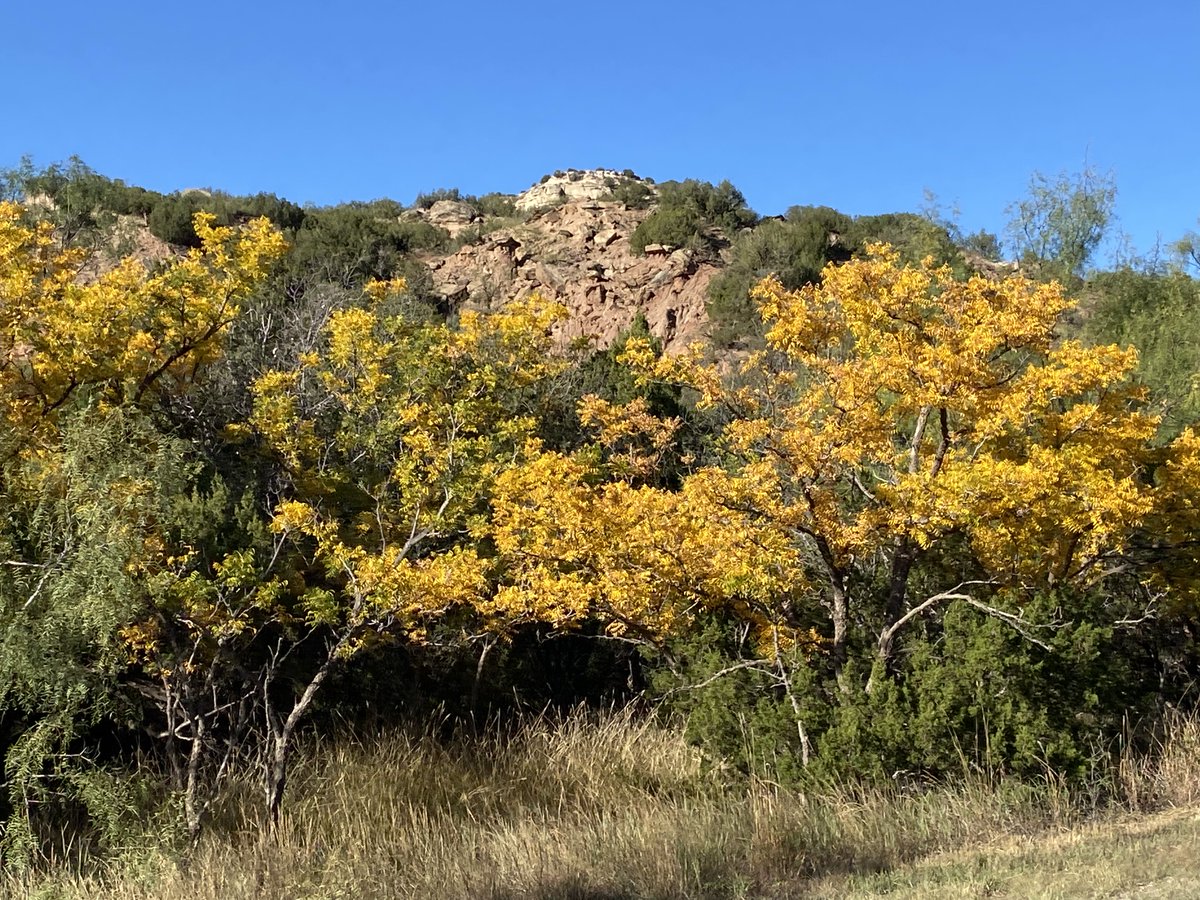 West Texas Mesonet (@wtmesonet) on Twitter photo Beautiful sunrise and changing leaves at Palo Duro while performing maintenance at our sites on the rim and floor of the canyon. #PaloDuro #mesonet Beautiful sunrise and changing leaves at Palo Duro while performing maintenance at our sites on the rim and floor of the canyon. #PaloDuro #mesonet
