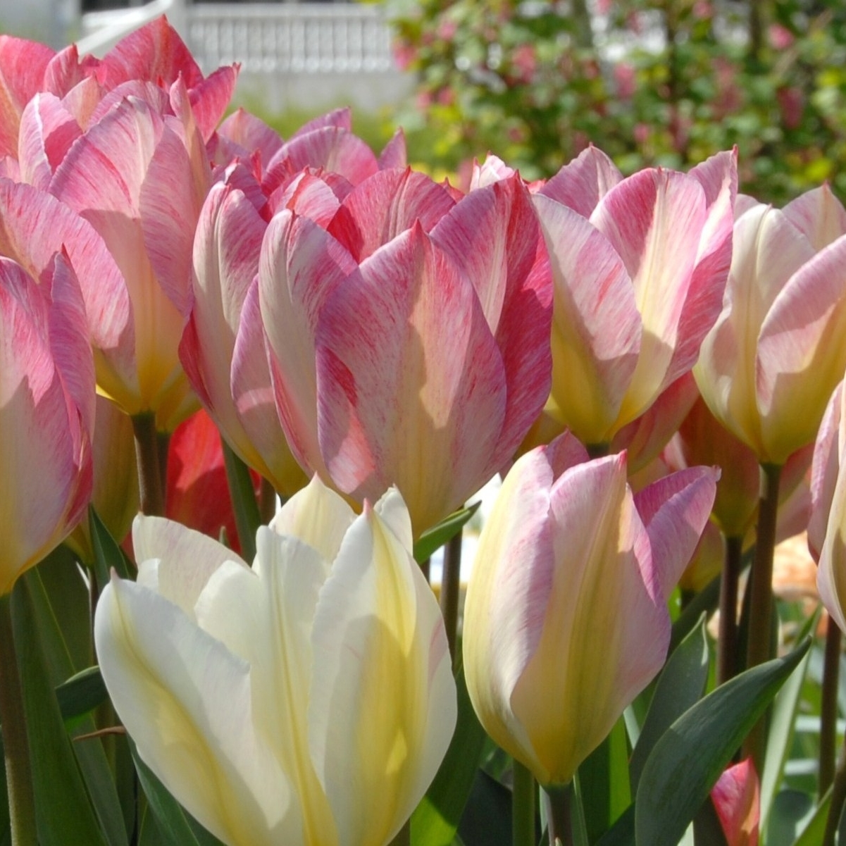 John Scheepers Bulbs (BeautyFromBulbs) / Twitter