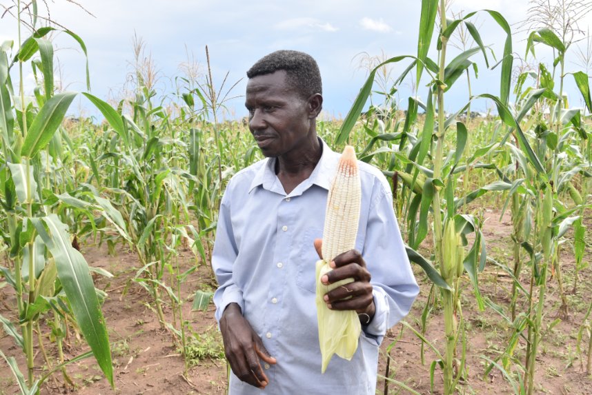 Mandela_PAPEUR's tweet photo. Grâce à l'@UEenRCA et le #FondsBekou, depuis juillet 2022, #PAPEUR a accompagné la Coopérative I YE TI MAÏ de Boukoko dans la Lobaye, dans la production de 🌽maïs .
Les chiffres:
🚜30ha cultivés,
🌱750 kg de semences
Vivement Novembre pour la récolte!!!! https://t.co/Kh9ROAnl52