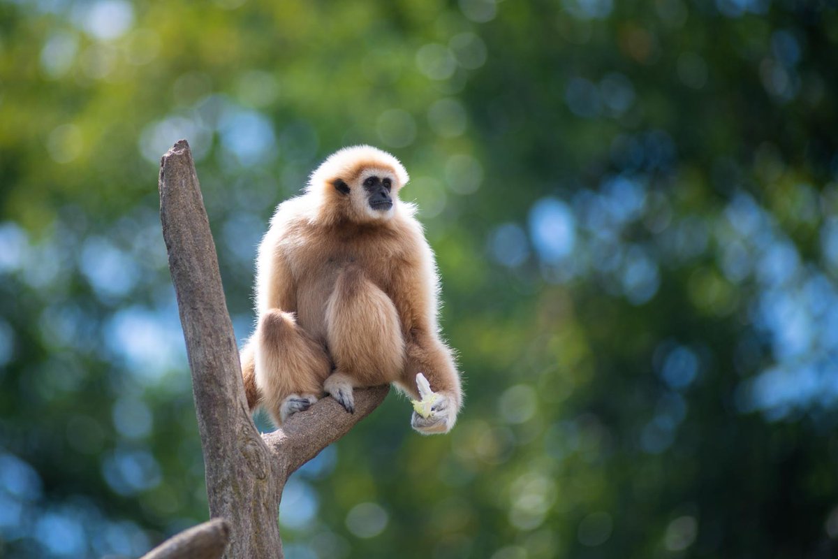 Today is World Gibbon Day! Gibbons travel the fastest and the farthest of any forest ape. Their main form of locomotion is brachiation, meaning they use their arms to swing from one hold to another. Gibbons are agile and can walk upright across branches. 📷: Gibbon (Leo)