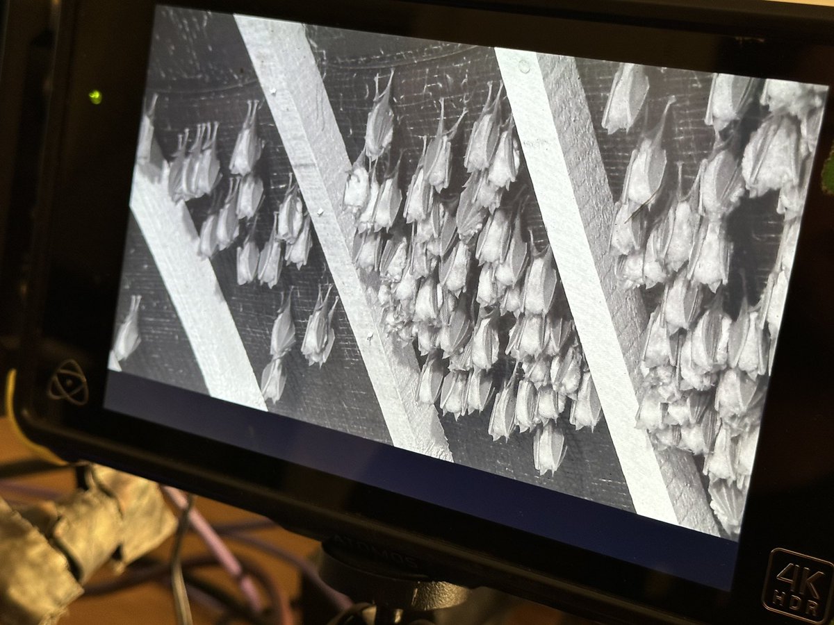 Iolo Williams tweet media