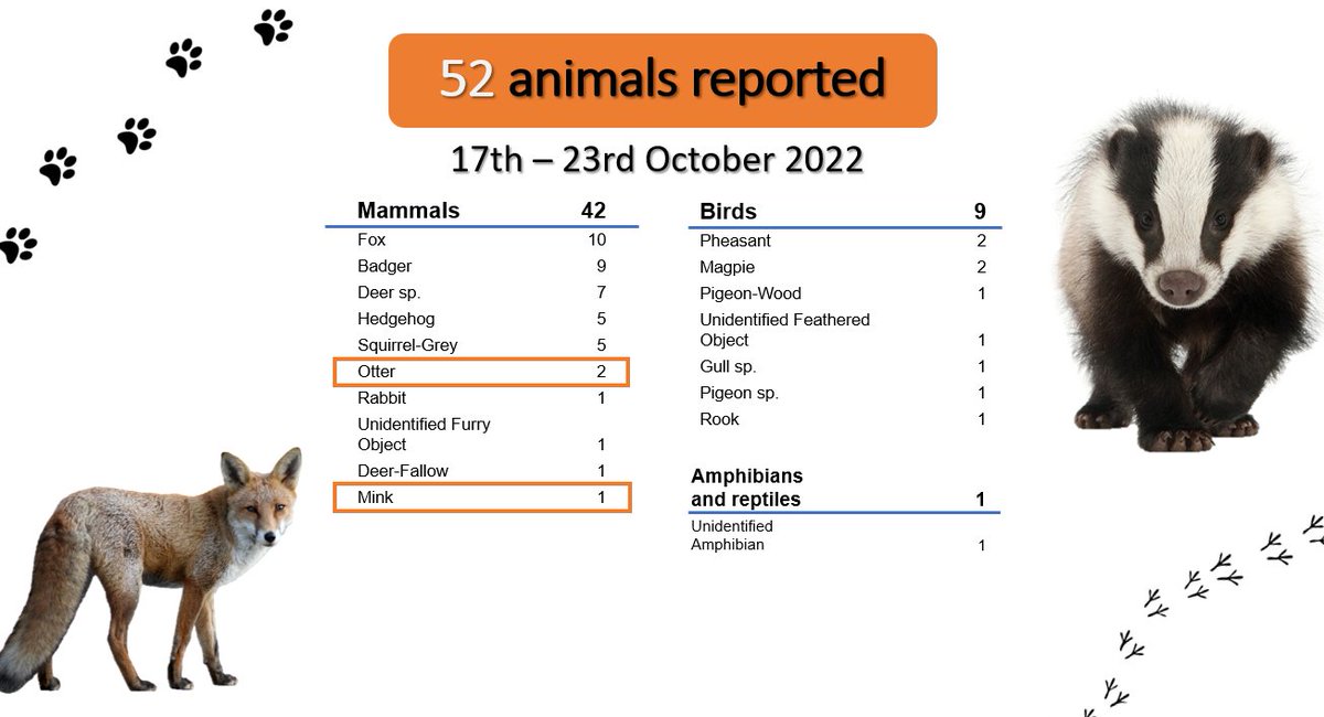 The #weeklyroadkillreport is out! 52 animals reported last week, with foxes and badgers as the top species. Unusual spots include 2 otters and a mink. #roadecology #conservation #roadkill #UKwildlife